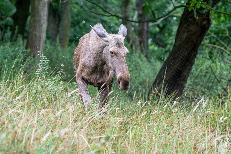 Hyperrealistische wildernis in Wildernis Ontwaakt met een speler die een primitieve houten hut bouwt bij een kampvuur.